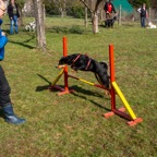 hunde_2023-15.jpg
