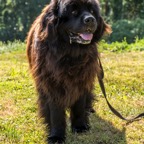 hunde_2023-156.jpg