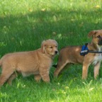 hunde_2023-182.jpg