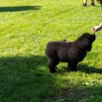 hunde_2023-198.jpg