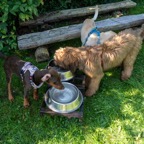hunde_2023-209.jpg