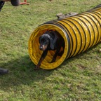 hunde_2023-23.jpg
