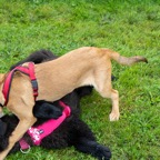 hunde_2023-242.jpg