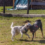 hunde_2023-9.jpg